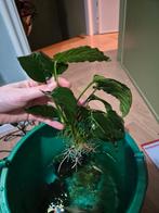 Lot aquariumplanten, Ophalen, Nieuw, Plant(en), Steen of Hout