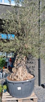 Olijfboom Olea Europaea Bonsai, Tuin en Terras, Ophalen, Olijfboom