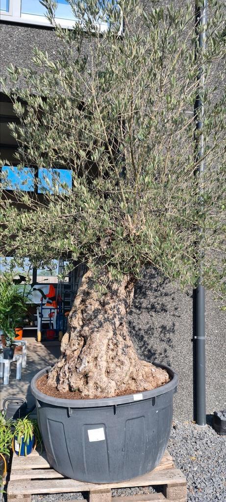 Olijfboom Olea Europaea Bonsai, Tuin en Terras, Planten | Bomen, Olijfboom, Ophalen