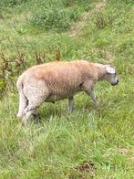 ramlam bruikbaar als dekram, Dieren en Toebehoren, Mannelijk, Schaap, 0 tot 2 jaar