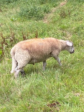 Agneau mâle, Mâle, Mouton, 0 à 2 ans
