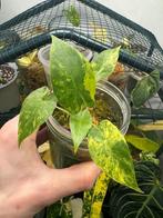 Alocasia gageana aurea op mos, Overige soorten, Halfschaduw, In pot, Bloeiende kamerplant