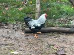 Trio wyandotte kriel, Dieren en Toebehoren, Pluimvee