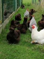 Hennetjes zijdehoenders in kleurslag choco, Femelle, Poule ou poulet