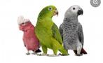 Recueil perroquets, Animaux & Accessoires, Oiseaux | Perruches & Perroquets, Perroquet, Bagué