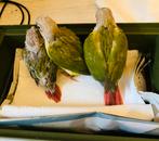 Conure lot de 3 eam