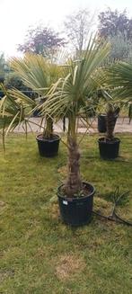 Palmbomen trachycarpus fortunei!, Tuin en Terras, Ophalen