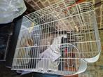 Cage pour oiseaux, Ophalen of Verzenden, Zo goed als nieuw, Metaal, Vogelkooi