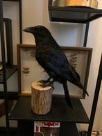 Genaturaliseerde kraai, Antiek en Kunst, Ophalen