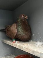 Pigeon canaria, Animaux & Accessoires, Oiseaux | Pigeons, Femelle, Boulant