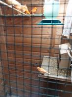 19 rode en oranje kanaries te koop, Dieren en Toebehoren, Vogels | Kanaries