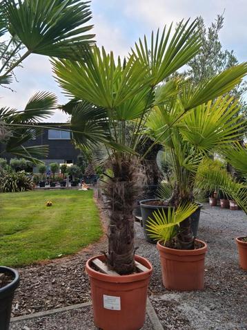 Winterharde palmboom Trachycarpus Wagnerianus  beschikbaar voor biedingen