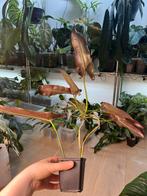 Philodendron Atabapoense, Ophalen of Verzenden