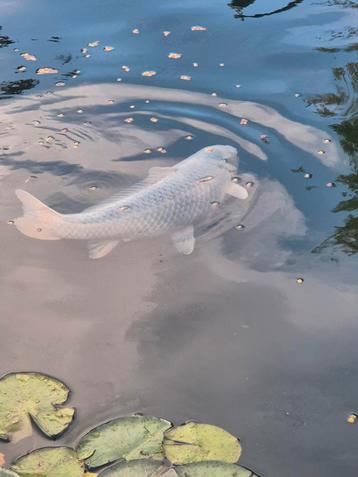 Japanse Koi Asagi 60cm beschikbaar voor biedingen
