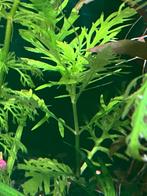 Water wisteria aquarium plant, Dieren en Toebehoren, Vissen | Aquariumvissen