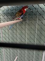Vogels, Parkiet