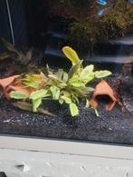 Aquariumplant voorgrond, Dieren en Toebehoren, Vissen | Aquaria en Toebehoren, Ophalen