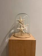 Decoratieve glazen stolp met zeesterren - nautische eyecatch, Huis en Inrichting, Woonaccessoires | Stolpen, Ophalen of Verzenden