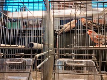 Te bekomen jonge en overjaarse agaat rood mozaīek kanaries beschikbaar voor biedingen