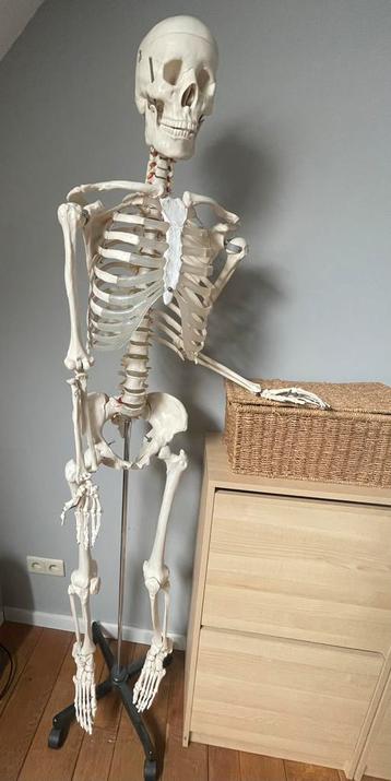 Skelet compleet met doos voor medische studenten beschikbaar voor biedingen