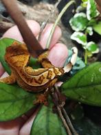 3 wimpergekko's nakweek, Dieren en Toebehoren