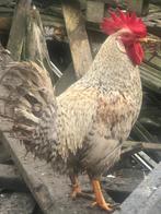 Cream legbar, Dieren en Toebehoren, Pluimvee, Mannelijk, Kip