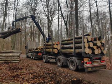 beuken brandhout stammen beschikbaar voor biedingen