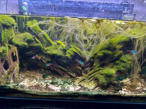 Aquarium TE KOOP !! 50 euro, Dieren en Toebehoren, Vissen | Aquariumvissen