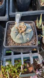Peyote cactus. 10 jaar oud., Huis en Inrichting, Kamerplanten, Cactus, Ophalen