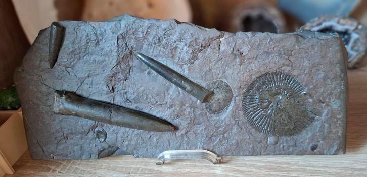 Fossiel met belemnieten en een ammoniet., Collections, Minéraux & Fossiles, Fossile, Enlèvement