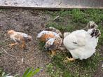 Haantjes leghorn porcelein., Dieren en Toebehoren, Juli, Mannelijk