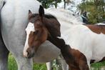 Gespeend Paint merrie veulen APHA, Dieren en Toebehoren, Paarden, Merrie, Gechipt