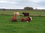 Runderen, Dieren en Toebehoren, Runderen, Vrouwelijk, 3 tot 6 jaar