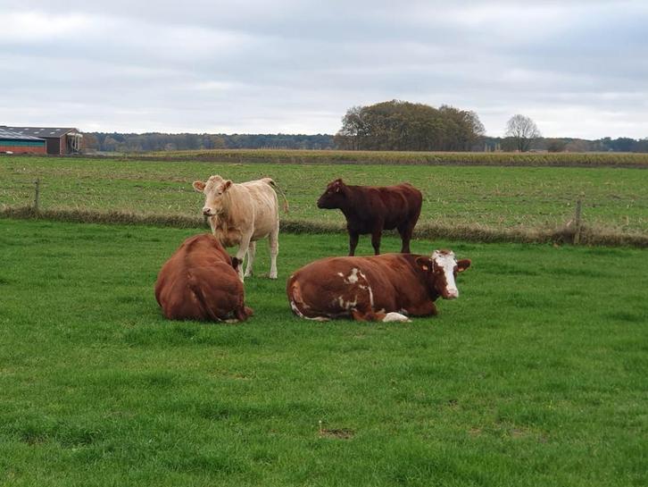 Runderen, Dieren en Toebehoren, Runderen, Vrouwelijk, 3 tot 6 jaar