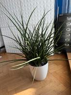 Sanseveria, Huis en Inrichting, Ophalen