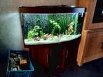 Jewel aquarium compleet met vissen en toebehoren, Dieren en Toebehoren, Ophalen, Gebruikt, Gevuld zoetwateraquarium