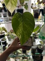 Monstera albo variegata, Ophalen