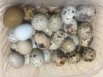 Kwartel eieren en kuikens, Dieren en Toebehoren, Pluimvee, Meerdere dieren, Overige soorten