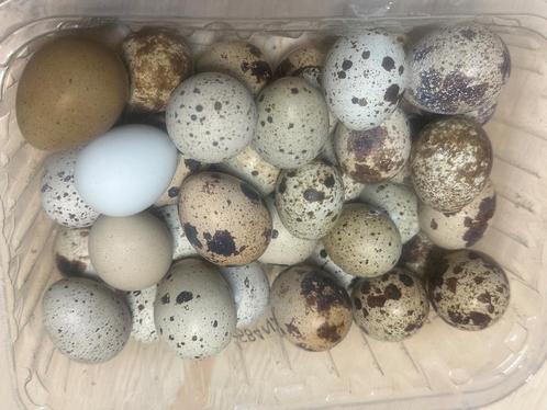 Kwartel eieren en kuikens, Dieren en Toebehoren, Pluimvee, Overige soorten, Meerdere dieren