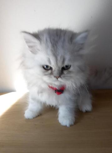 Britse Langhaar kitten ( poes) beschikbaar voor biedingen