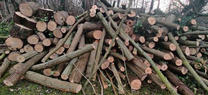 Brandhout voor een scherpe prijs, Tuin en Terras, Brandhout, Takken, Overige houtsoorten, 6 m³ of meer, Ophalen