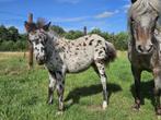Zeer mooi appaloosaveulen, Dieren en Toebehoren, Hengst