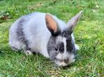 Lief konijntje te koop, Dieren en Toebehoren, Konijnen, Vrouwelijk, Klein, 0 tot 2 jaar