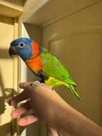 2 Jeunes Loris sevrés à la main