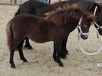 2 super lieve NSPS shetland hengstjes, Dieren en Toebehoren, Paarden en Pony's | Dekhengsten en Fokmerries