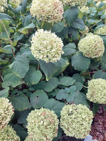 Hortensia - Strong Annabelle beschikbaar voor biedingen