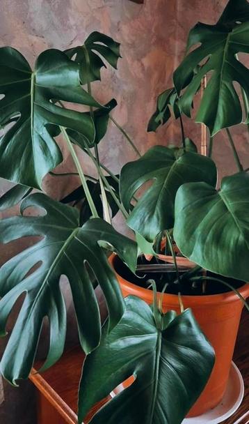 Monstera plant beschikbaar voor biedingen