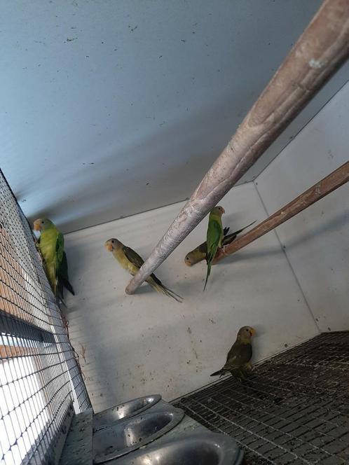 Pruimkoppen en pyrrhuras van 2025, Dieren en Toebehoren, Vogels | Parkieten en Papegaaien