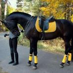 paard gezocht, Dieren en Toebehoren, Dressuurpaard, Zadelmak, 3 tot 6 jaar, 160 tot 165 cm