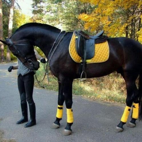 paard gezocht, Dieren en Toebehoren, Paarden, Merrie, Zadelmak, 160 tot 165 cm, 3 tot 6 jaar, Dressuurpaard, Gechipt, Ontwormd